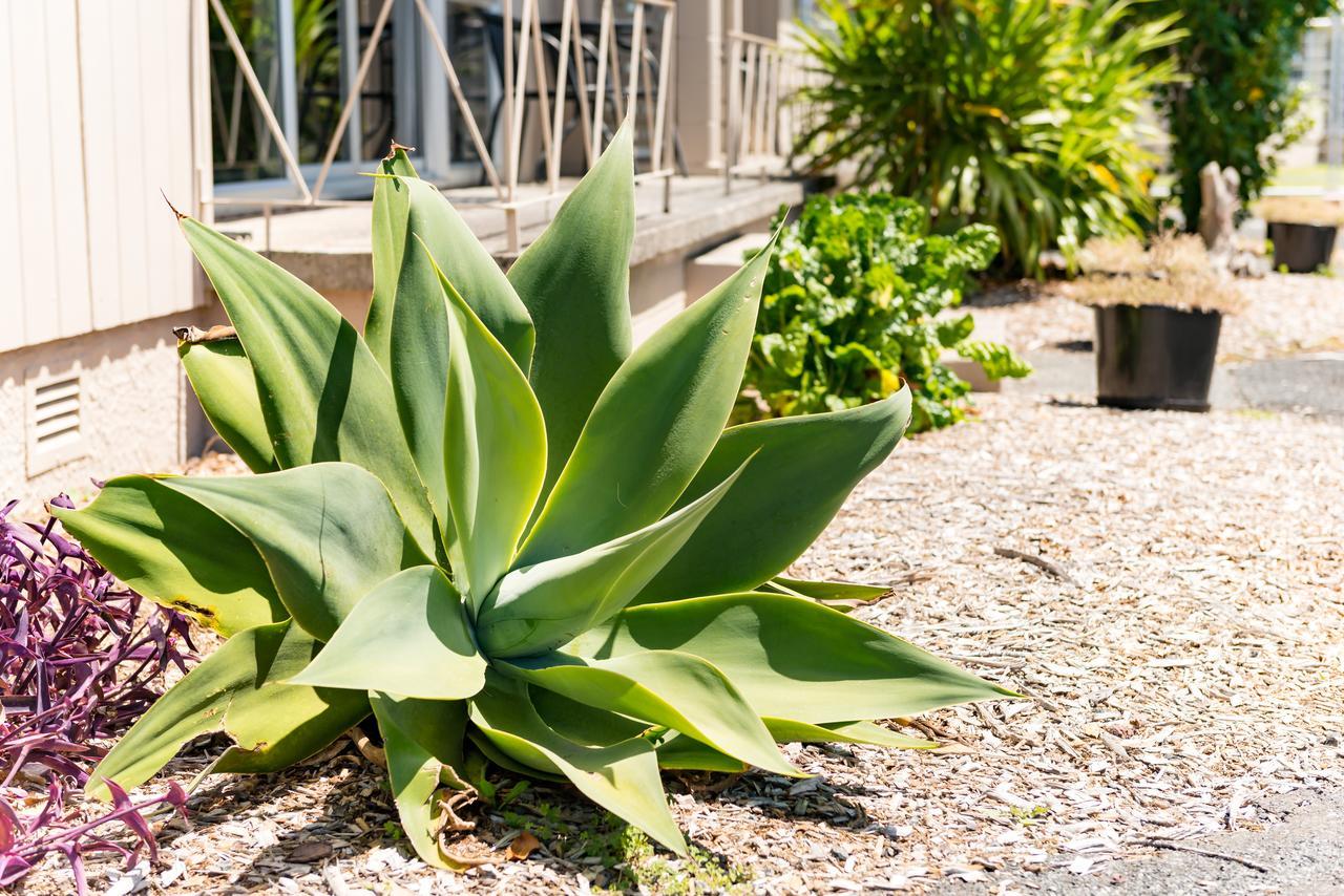 Waitangi Beach Units Paihia Zewnętrze zdjęcie